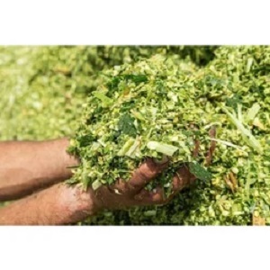 Suministros chinos de maíz, ensilaje de vaca, maíz fresco, venta - Product Image 2