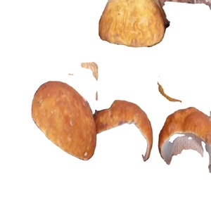 SUPER Champiñones Secos Deliciosos, Champiñones Negros Congelados Frescos en Champiñones Blancos <span class=keywords><strong>Shiitake</strong></span> - Product Image 4