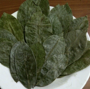 ใบกริโอลาจากเวียดนามตากแห้งเพื่อให้ได้กลิ่นชาที่เข้มข้นและผลิตเครื่องดื่มจากธรรมชาติ - Product Image 2