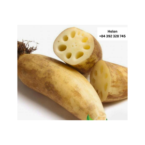 รากบัวแช่แข็งเกรดพรีเมี่ยมเกรดอาหาร - Product Image 3