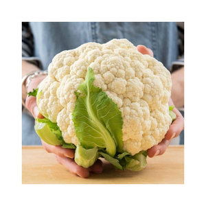 Cultivo de coliflor de alta calidad, estilo común - Product Image 4