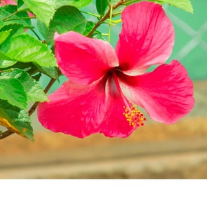 Huile essentielle d'hibiscus naturelle pure de qualité supérieure 10ml 100ml parfum frais liquide respectueux de la peau OEM ingrédients d'approvisionnement graines de fleurs - Product Image 4