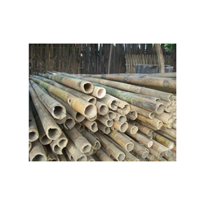 Poste de bambú de fábrica de Vietnam de alta calidad de materiales con tamaño personalizado para agricultura 99 DATOS DE ORO - Product Image 1