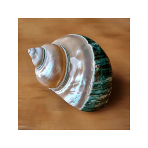 เปลือกหอยเทอร์โบสีเขียวขัดเงาเปลือกหอยธรรมชาติสำหรับตกแต่งงานฝีมือเครื่องประดับขายส่งราคาถูก - Product Image 2
