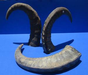 Cornes de buffle originales à vendre Parfaites pour les projets d'artisanat rustique Sculpture sur corne et meubles décoratifs - Product Image 1