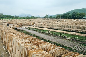 La mejor oferta de Vietnam eucalipto/Acacia core chapas para madera contrachapada de la venta caliente - Product Image 6