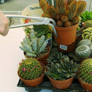 Pince à plantes succulentes - Petit ensemble d'outils de jardinage en métal - Product Image 2