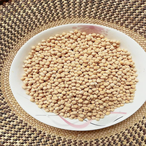 Garbanzos Orgánicos de Exportación, Cultivo de Garbanzos Orgánicos, Granos Enteros Secos y Limpios para Compradores Mayoristas - Product Image 4