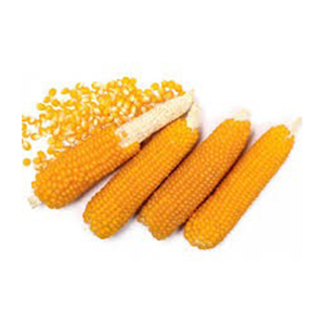 OEM semillas de palomitas de maíz de alta calidad mejor material al por mayor tarifa barata - Product Image 5