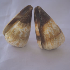 CONUS miles SEASHELL JEWELRY Conidae Conus Shell Motivo Shell CONUS natural Tamaño 6-7cm - Product Image 5