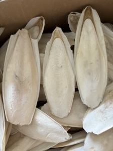 Sepia hueso sepia SKAL sepia schulp para pájaros juguetes para masticar Os De Seiche Venta caliente 2024 grandes cantidades embalaje a granel - Product Image 5