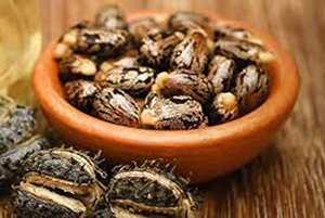 100% graines de ricin naturelles et pures nettoyées et séchées emballage OEM disponible - Product Image 4