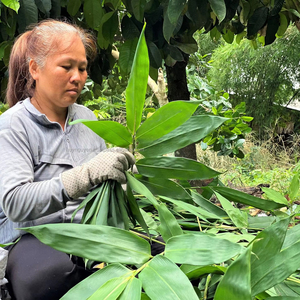 ใบไผ่ตากแห้งธรรมชาติ100% ใบขนาดใหญ่9ซม. + ราคาไม่แพงสำหรับทำเค้กโดยตรงจากเวียดนาม - Product Image 1