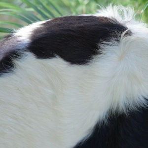 กลองแฮนด์เมดลายหนังสีดำ/ขาว สำหรับการทำสมาธิ กลองลายขาวดำสำหรับการบำบัดและพิธีกรรม - Product Image 1