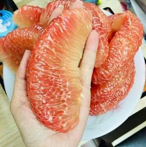 ส้มโอไร้เมล็ดส้มโอส้มโอไร้เมล็ด100% ออร์แกนิกปลอดสารพิษส่งออกมาตรฐาน - Product Image 4