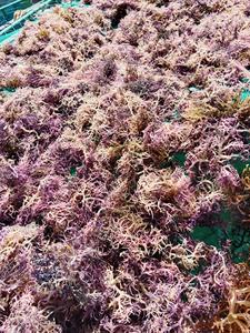 MEJOR 2025, SEAMOSS DE ALTA CALIDAD CON PRECIO COMPETITIVO, DE VIETNAM - Product Image 5