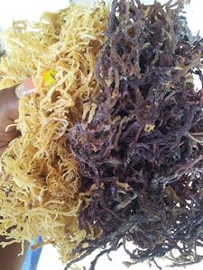 Dried <b>Sea</b> <b>Moss</b> Eucheuma Cottonii <b>Raw</b> Irish Seaweed Purple Gold Organic Bulk Packaged Wildcrafted Spinosum Vietnam Direct Factory - Product Image 6