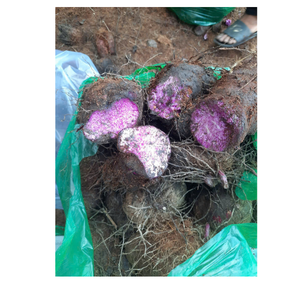 มันเทศแช่แข็งจากเวียดนามที่มีเนื้อชุ่มชื้นและสีครีมตัดให้มีขนาดและบรรจุอย่างเรียบร้อยเพื่อการขนส่งและการเก็บรักษาที่ปลอดภัย - Product Image 3