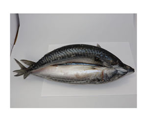 Pescado Congelado Fresco al por Mayor: Precios de Caballa Congelada Entera, Caballa del Pacífico Congelada, Caballa Caballito Congelada al por Mayor - Product Image 5