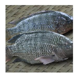Exportadores, Agricultores, Compradores, Pescado Entero Negro Congelado, Tilapia, Proceso BQF, Orgánico, Envasado al Vacío, Precio por Kg de Primera Calidad - Product Image 2