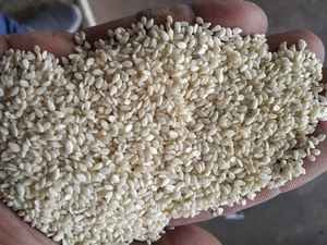 Shantilal Traders 2025 – Sésame torréfié naturel de qualité supérieure, trié Sortex, ingrédient alimentaire sec au goût sec, prix compétitif - Product Image 3