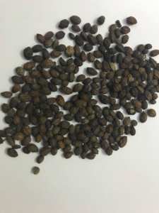 ผู้จัดจำหน่ายผลิตภัณฑ์ทางการเกษตรของเมล็ดมะละกอแห้งมะละกอผู้หญิงแดงสมุนไพรสำหรับดื่มผู้ผลิตเวียดนามขายส่ง - Product Image 2