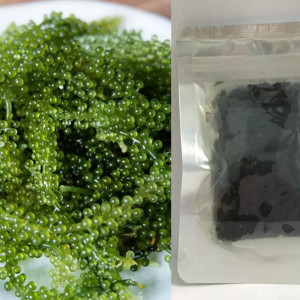 RAISINS DE MER LATO FRAIS ALGUES-RAISINS DE MER PREMIUM-APPROVISIONNEMENT FRAIS DU VIETNAM-MEILLEURE QUALITÉ D'EXPORTATION-CARYLN 0084935825297 - Product Image 4