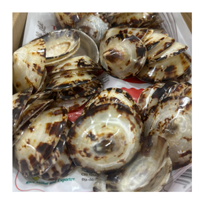 Coquille polie coquille océanique naturelle pour la décoration de bijoux bricolage artisanat Art marin approvisionnement en vrac - Product Image 1