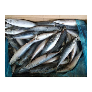 Caballete del Pacífico Congelado de Grado de Exportación, Suministrado a Granel con Entrega en Cadena de Frío Confiable - Product Image 1