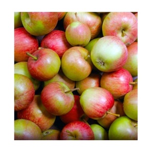 Pommes Winesap fraîches biologiques de haute qualité et à prix économique pour la vente en gros à l'exportation dans le monde entier - Product Image 1