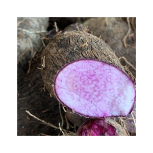 รสชาติและคุณค่าทางโภชนาการของมันเทศแช่แข็งคุณภาพสูงของเราพร้อมปรุงและเหมาะสำหรับการสร้างสรรค์การทำอาหาร - Product Image 3