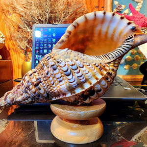 Trompette coquillages coquillage 99 or données coquillage décoration coquille Vietnam océan coquille pour ornements de maison côtiers - Product Image 1