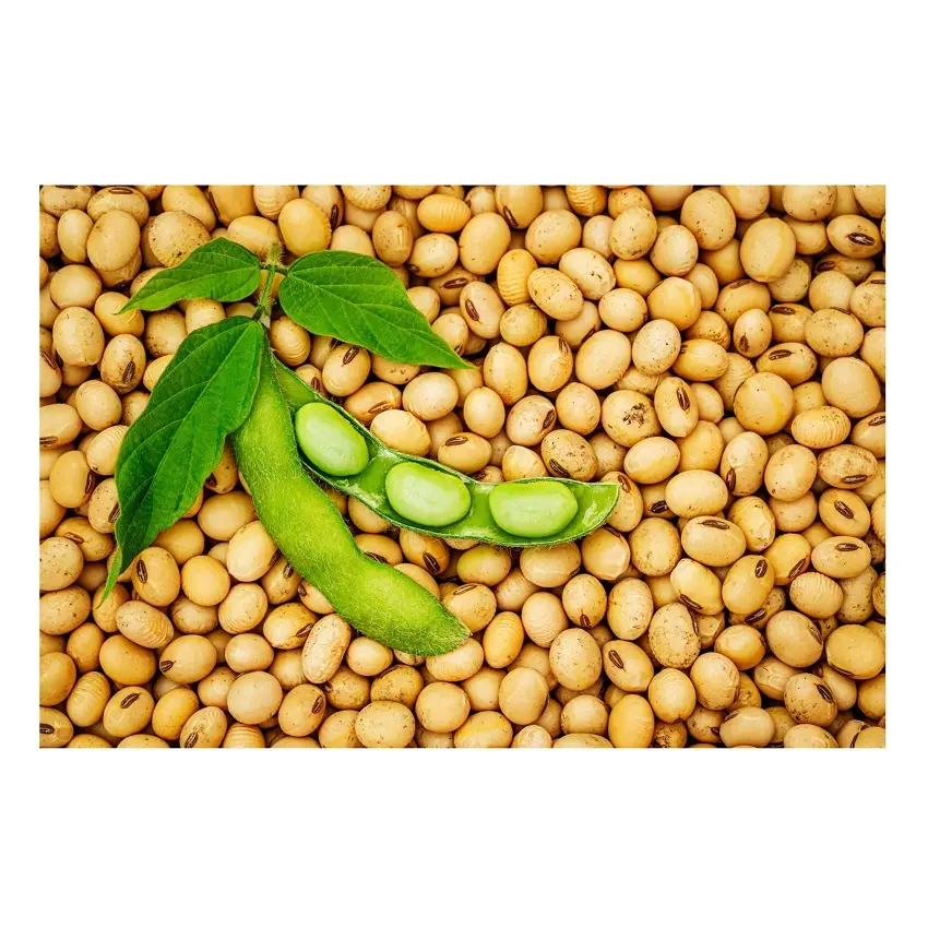 Soybeans Wholesale Roasted Salty Soybean and Non- Gmo Yellow Soybean for low price