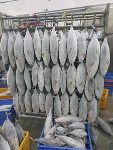 ปลาขัดเกรดโซเดียมต่ำแช่แข็งปลาทูน่าครีบเหลืองทั้งหมด - Product Image 4