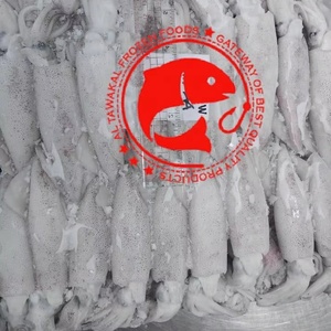 Cumi-cumi Loligo Beku Premium Utuh, Bersih, Berkualitas Tinggi, Hasil Panen Laut, Tekstur Kaya, Sempurna untuk Pembeli Internasional
