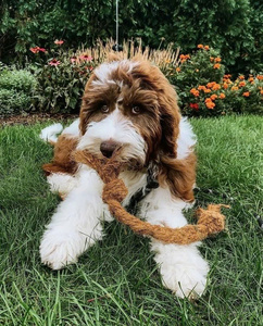 ลูกบอลเปลือกมะพร้าวและเชือกโกโก้ผลิตภัณฑ์เชิงนิเวศส่งตรงจาก0084797415298ของผู้ผลิต - Product Image 5