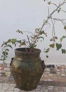 Maceta de Latón de Alta Calidad para Jardines Domésticos y Espacios de Oficina, para Exhibición de Suculentas y Plantas Decorativas - Product Image 4