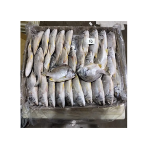 Meilleur prix pour le poisson brème frais et congelé provenant de nos fermes en Belgique - Product Image 6