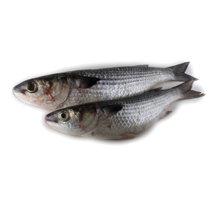 ปลากระบอกปลาสด/แช่แข็ง - Product Image 1