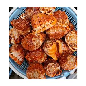 เปลือกหอยทะเลสีขาวขนาดใหญ่ที่ทำความสะอาดยาวเปลือกหอยทะเลสีเหลืองขนาดใหญ่หอยเชลล์หอยเชลล์ - Product Image 6