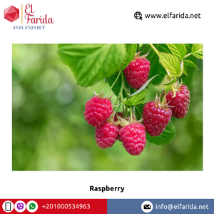 Số lượng lớn Số lượng Nhà cung cấp từ Ai Cập 100% tinh khiết và tự nhiên ngọt ngào và ngon quả mọng tươi Quả mâm xôi ở mức giá tốt - Product Image 2