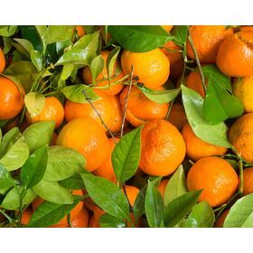 Frutas Cítricas Mandarinas Frescas, Jugosas y Dulces de Primera Calidad de Francia, Exportador - Product Image 4