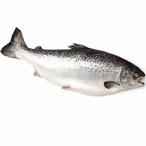 冷冻大西洋鲑鱼出售/批发价格优质冷冻鲑鱼