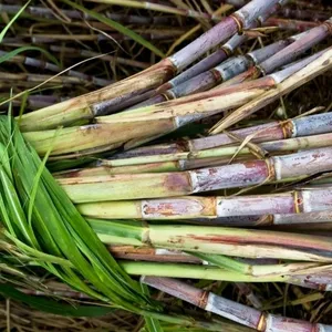 Fresh sugarcane Organic HIGH QUALITY - LOW PRICE Raw Wholesale for Import Mr. Lucas +84396510330