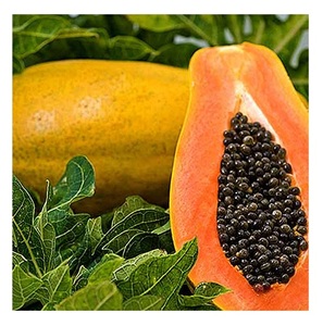 Papaye de qualité supérieure, prix de gros bon marché, fruits frais, qualité A, 20 kg, origine Portugal, en vente - Product Image 3
