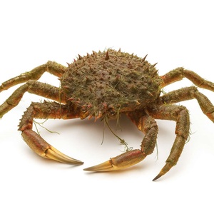 Cangrejo Araña Congelado - Suministro al por Mayor de Cangrejo Araña - Product Image 5