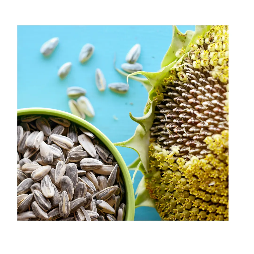 Nova safra de sementes de girassol grandes orgânicas para exportação com melhor preço a granel do Vietnã