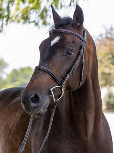 Nouveau sac en cuir de bride de chasseur surélevé uni accessoires matériel en laiton boucle en métal - Product Image 4