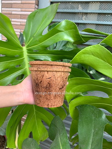 Pot de coco de coco/pot de fibre de coco de coco/pot de fleur de coco peut emballage personnalisé, taille avec de haute qualité d'Eco2go Vietnam - Product Image 2