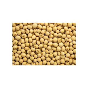 Đậu tương chất lượng cao không biến đổi gen, nguồn cung lớn nhất và cung cấp toàn cầu cho thị trường tốt nhất/ Hạt giống đậu tương - Product Image 3